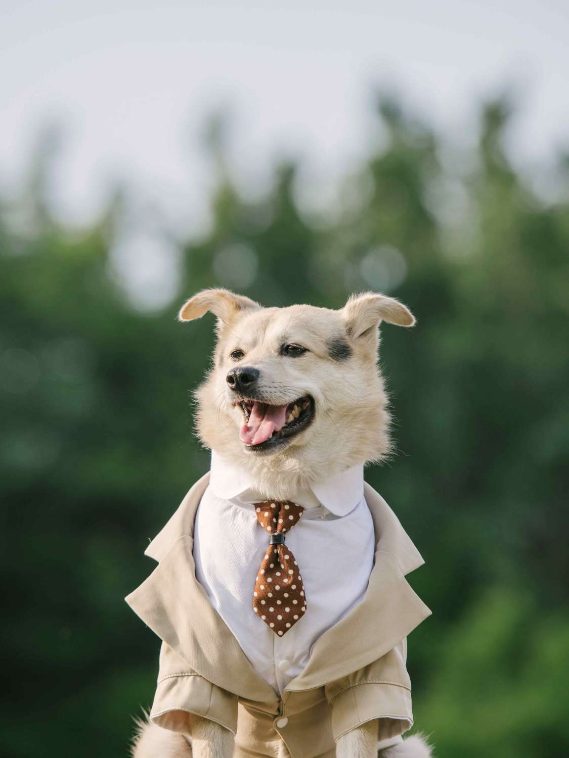 Pet Suit Dog Dress Tuxedo image 2