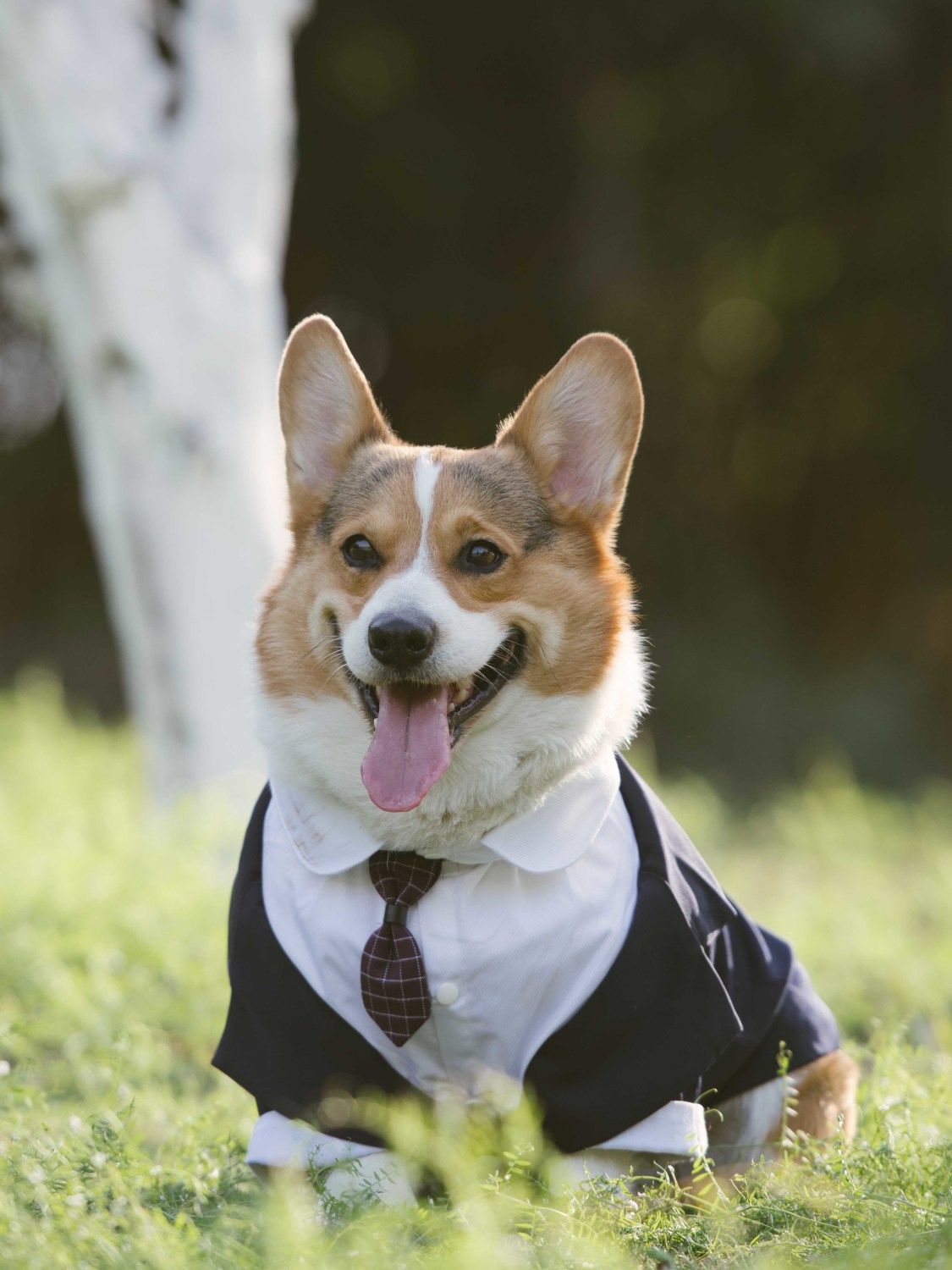 Pet Suit Dog Dress Tuxedo image 3